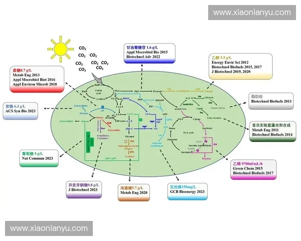 综合基于生物力学分析的人体运动效能与损伤机制研究新范式构建